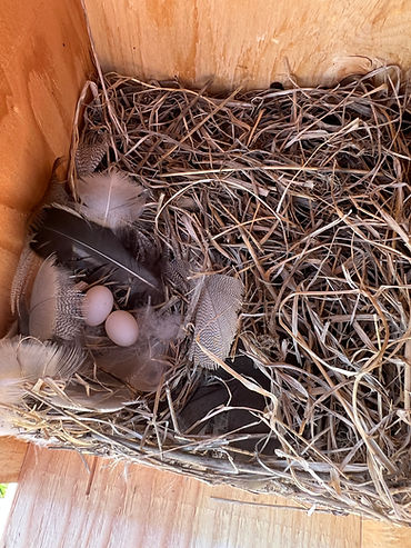 Contents of nest box.