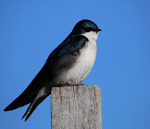 Tree Swallow perched on fence post.