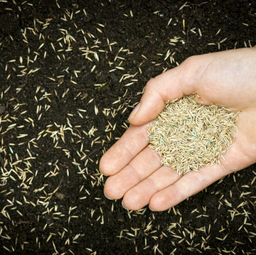 Overseed.jpeg