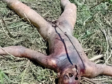 Torturan y ejecutan a Gustavo Alcerro Claro en Santa Rita, Yoro, Honduras.