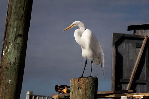 Egret-1.jpg