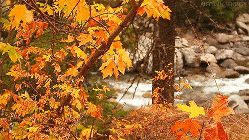 fall-weather-icegif-10.gif