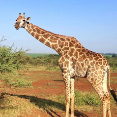 South Africa