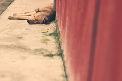 doggie.jpg