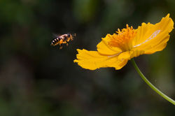 bee-1-3+copy.jpg