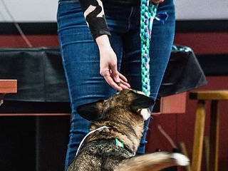 Une éducatrice canine qui fait une démonstration dans une salle de cours avec un chien de type husky