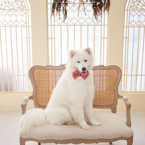 Préparer ton chien à l'arrivée des invités durant les fêtes : 5 astuces pour un chien heureux