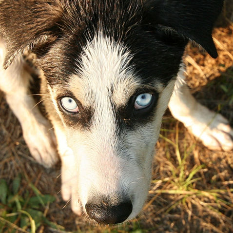 Accueillir un chiot à la maison : conseils pour les premières semaines