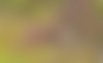 Quand commencer une saline à chevreuil au Québec ?