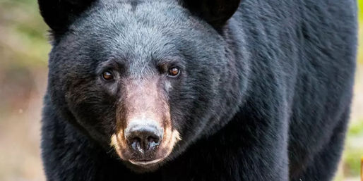 Comment attirer les ours sur un site d'appâtage : guide complet pour le Québec