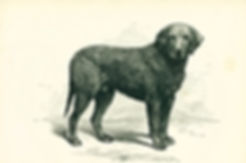 Lyonel, an English curly-coated retriever and first prize winner,