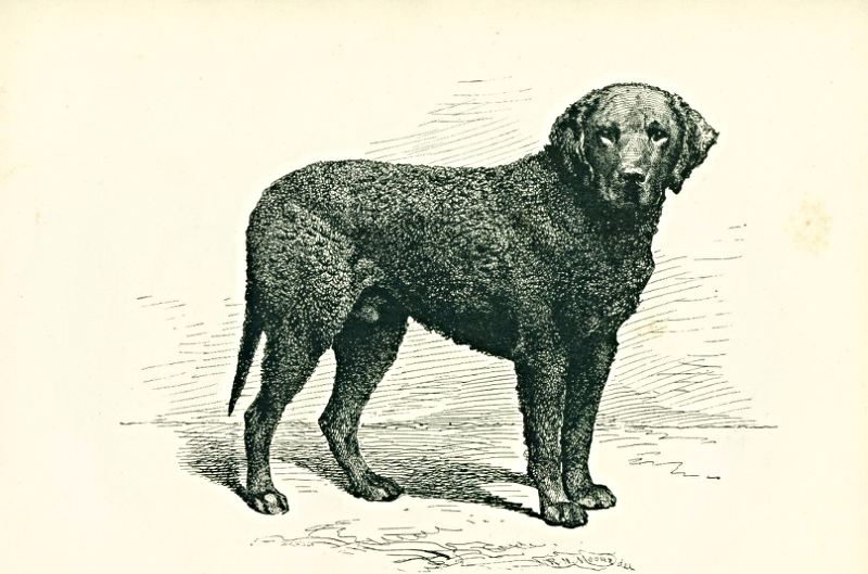 Lyonel, an English curly-coated retriever and first prize winner,