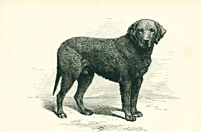 Lyonel, an English curly-coated retriever and first prize winner,