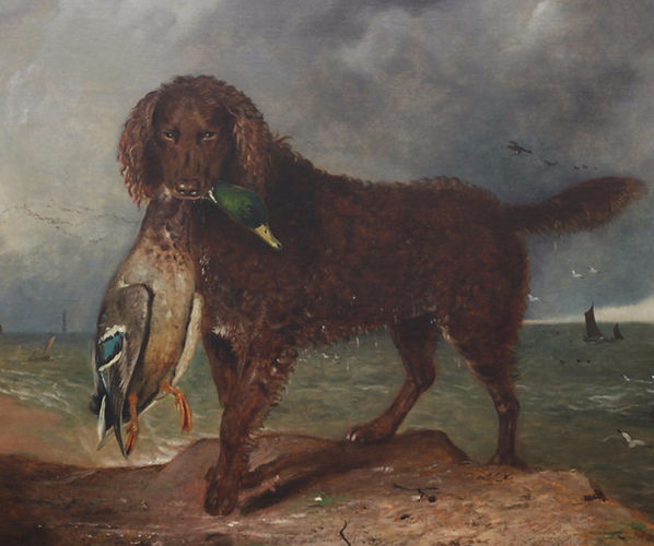 An Irish or Tweed Water Spaniel.