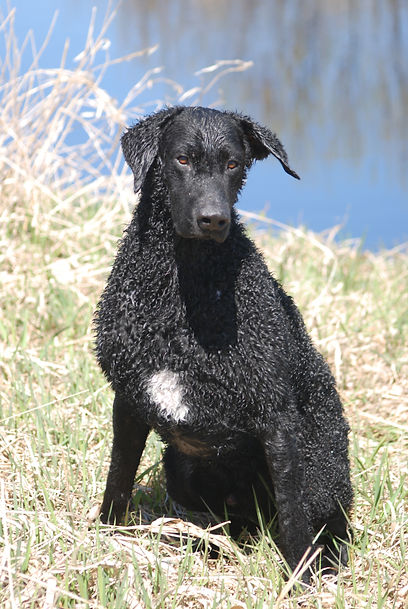 Black curly-coated retriever with a white spot on breast.