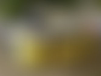 Coates petanque event, bigger and better