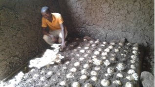 Famous Mushroom Grower