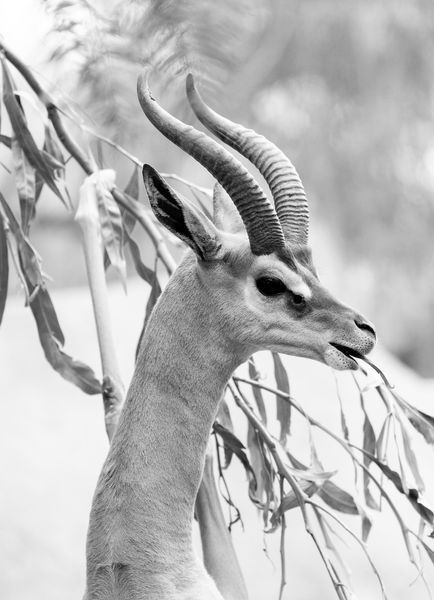 JaeminKwak_Watchful_Photography_(15.16x20.97).jpg