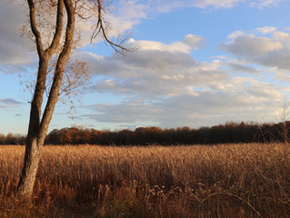 Park review: Kensington Metropark