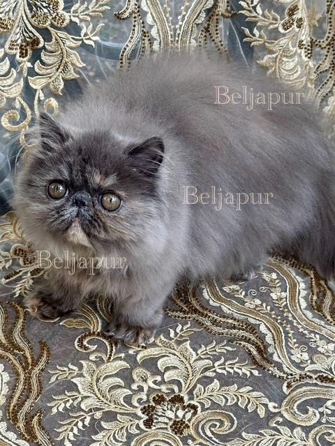 Blue-cream Persian female kitten born April 29, 2025 -Beljapur Cattery.