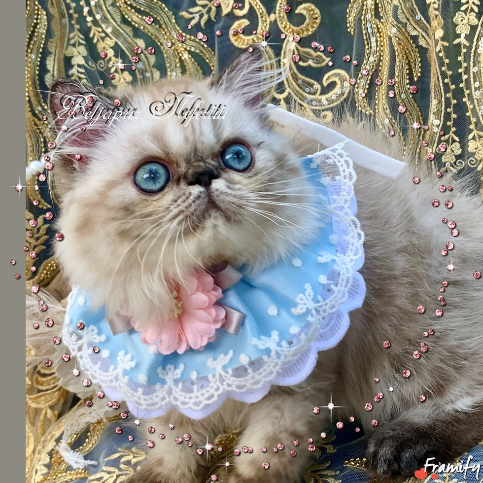 Beljapur cattery Nefertiti