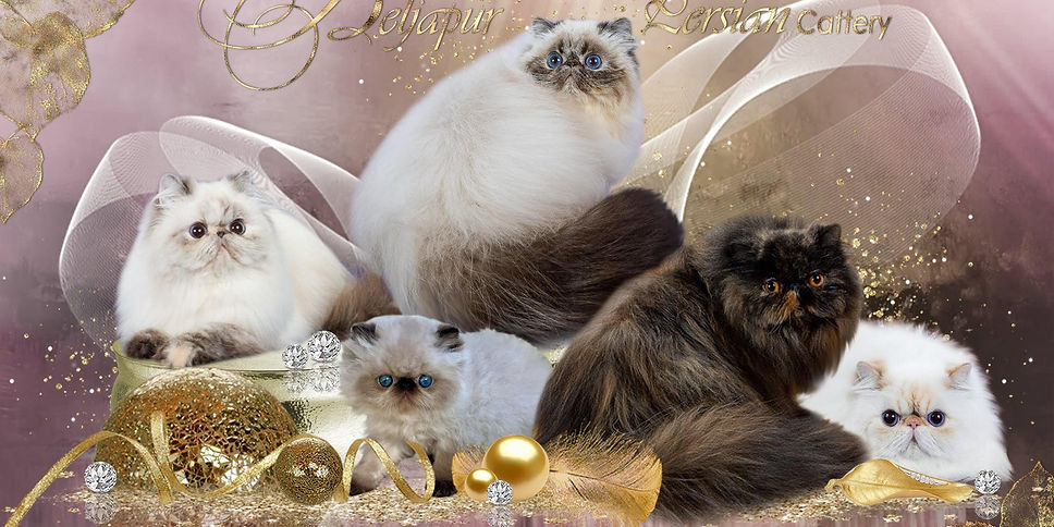 Beljapur cattery banner_edited.jpg