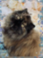 Tortieshell Persian kitten with copper eyes- Beljapur Cattery, Georgetown TX