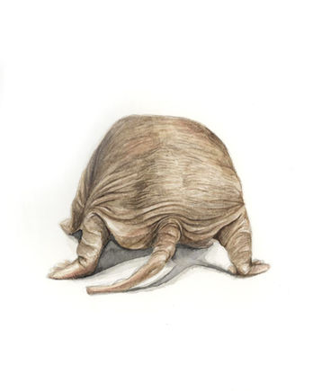 po