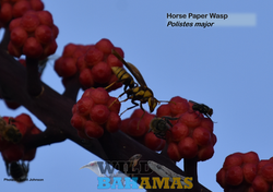 Horse Paper Wasp