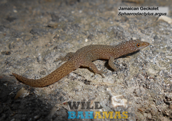Jamaican Geckolet