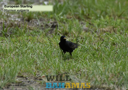 European Starling