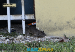 Rat 2