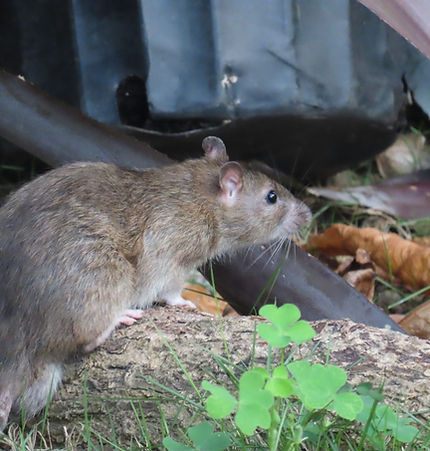 Rat.jpg