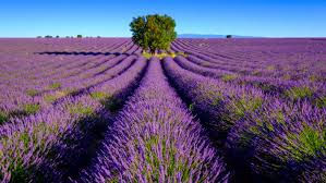 Magia roślin | Lawenda |