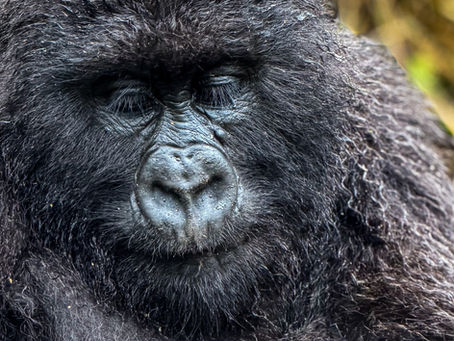 Gorilla with stunning eyelashes
