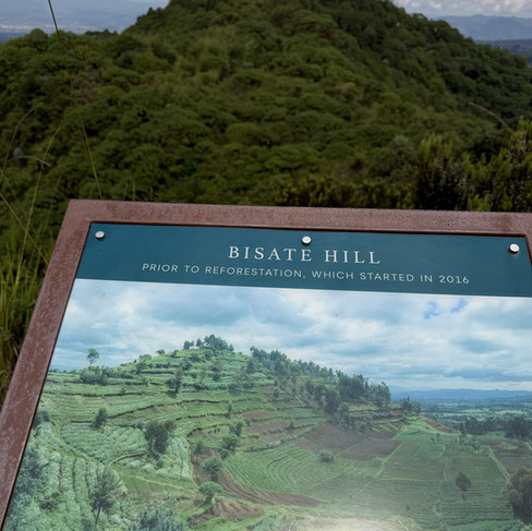 Bisate Hill Reforestation