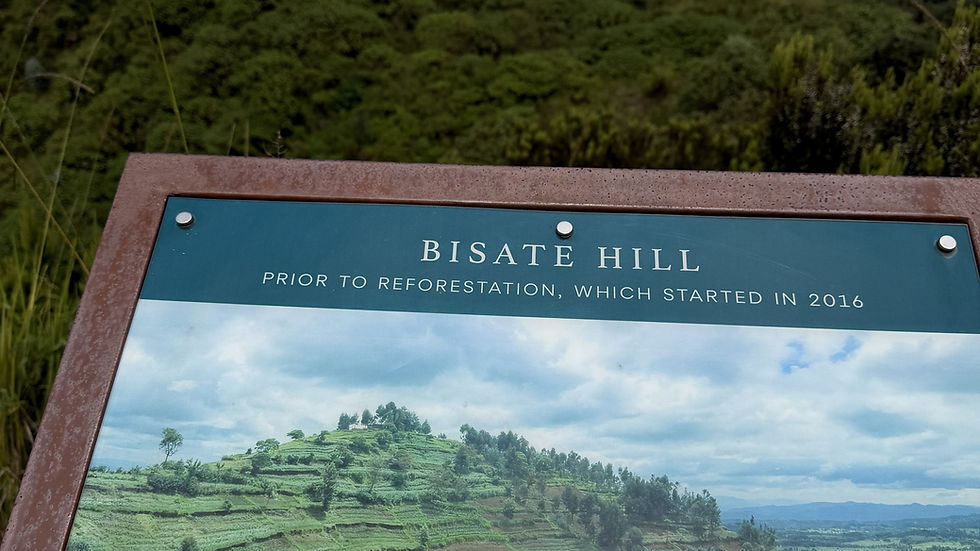 Bisate Hill Reforestation
