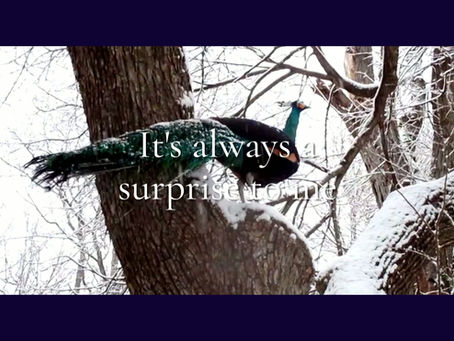 This winter has been full of surprises.