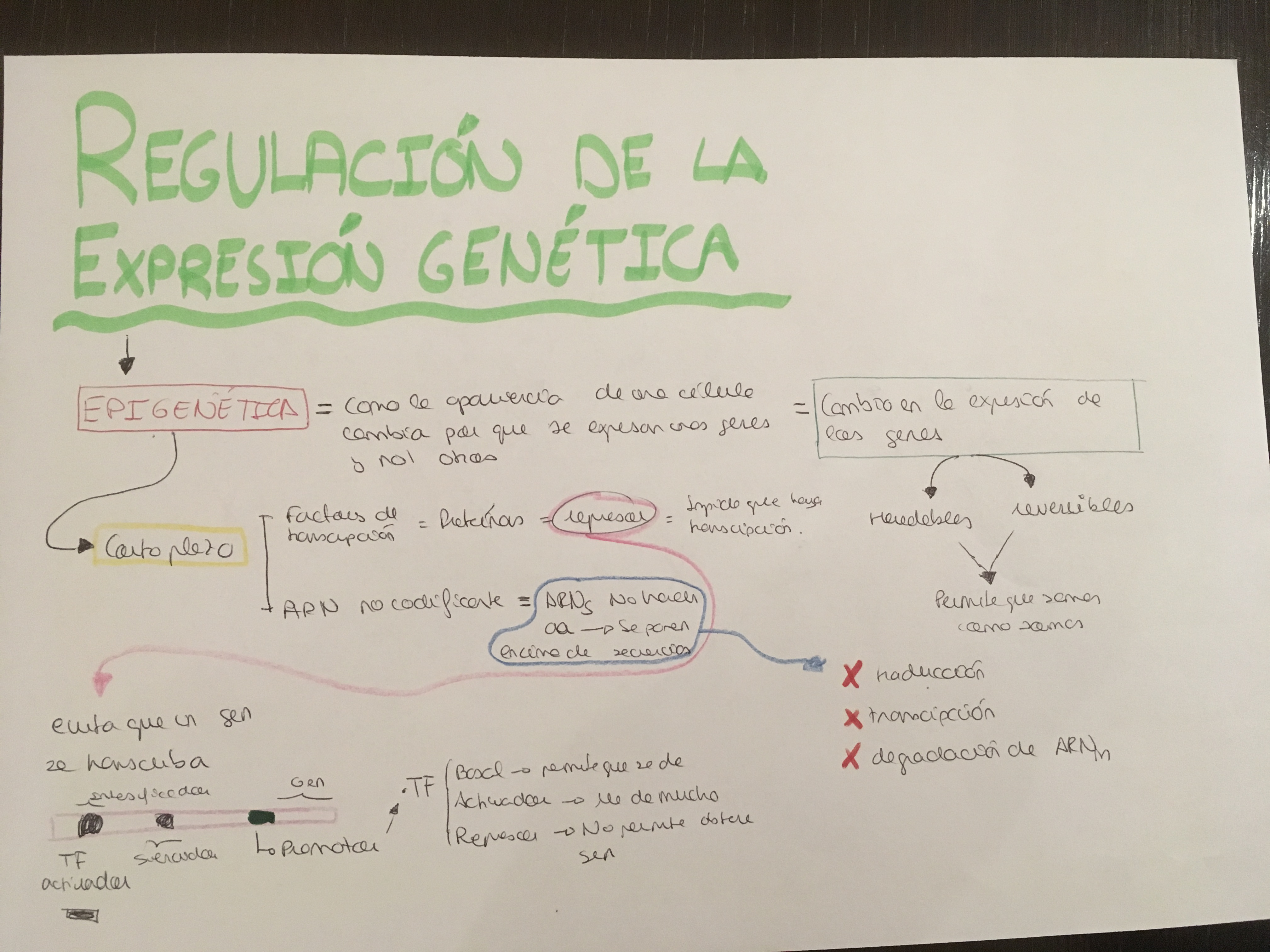 dieta acelerar metabolismo pdf - ¿Qué es?