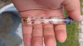 Vigilância Ambiental apresenta Plano de Contingência contra a dengue em Rio Grande