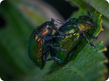 Picture of beetles