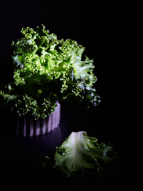 endive on a black background by Toronto food photographer Valentina Giorcelli