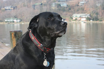 dog on dock