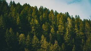 Think Green! And By Green, We Mean Evergreen Content.