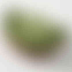Plain Weave (Wicker) Rattan Products