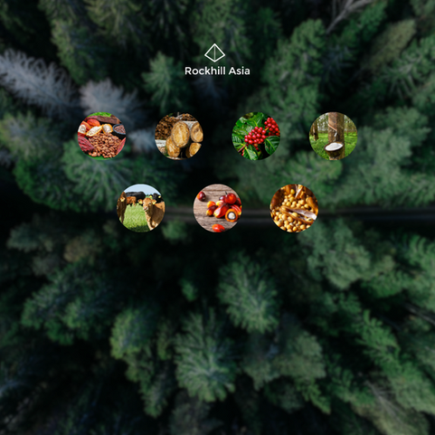 What is EUDR: The EU Deforestation Regulation 