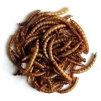 tenebrio_comum_desidratado_pequeno_1kg_4