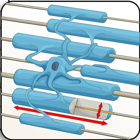 ffrenchConst_Adaptive_V3D9_4Panes_arrows