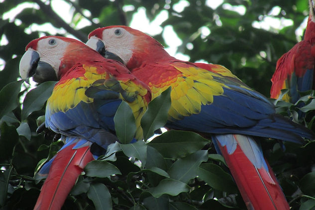 WhatsApp Image 2020-07-14 at 08.41.22.jpeg