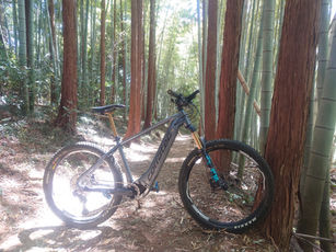 竹や杉の並木が続いていましたが虫がやばかった･･･｡